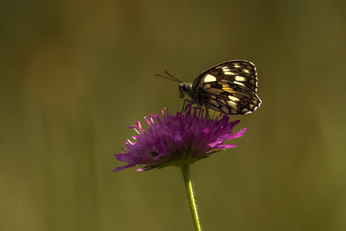 Plitvice Lakes National Park, The Wonder of the Balkans