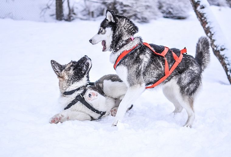 Cozy husky: best harness, leash & top tips