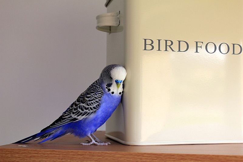 Keep your birdie happy with these best parakeet toys