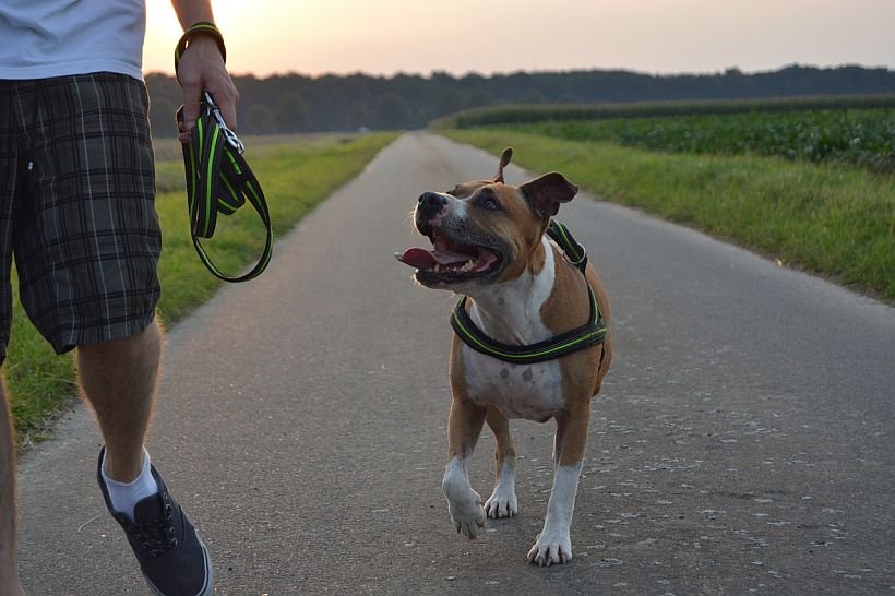 Training your pitbull: Best harness, collar &amp; leash