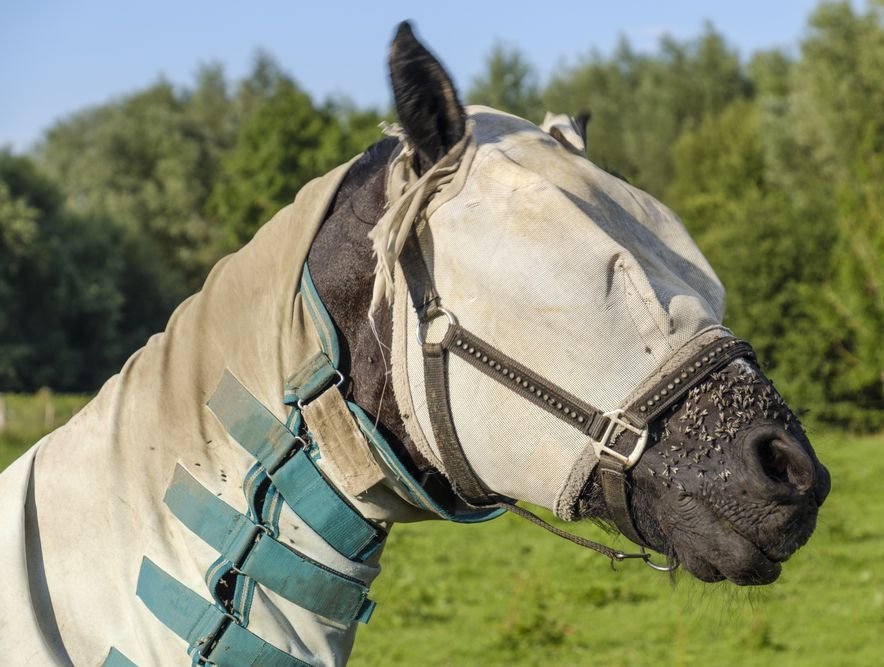 Keeping the pests away: Guide to horse fly masks &amp; sheets