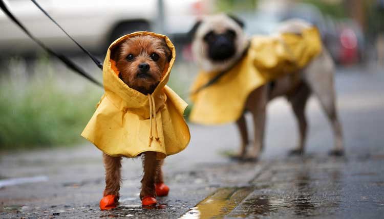 Dog Rain Coats: Keep Your Furry Family Member Cozy and Dry