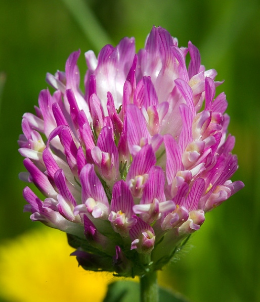 Clover Selection: 8 Types of Clover You Need to Know About