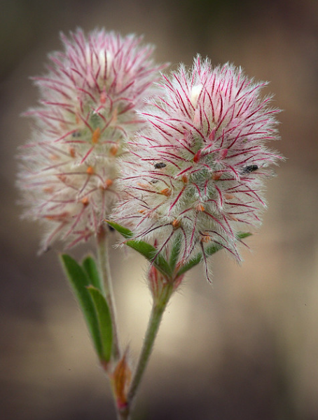 Two Hare Foot Clovers