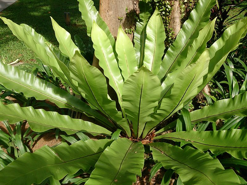 Bird’s Nest Fern Outdoors