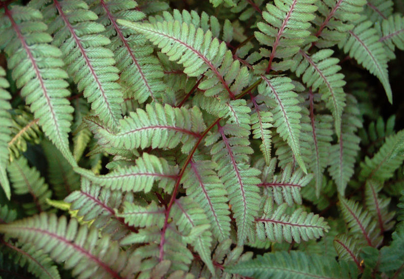 7 Popular Types of Fern Plants for Your Home