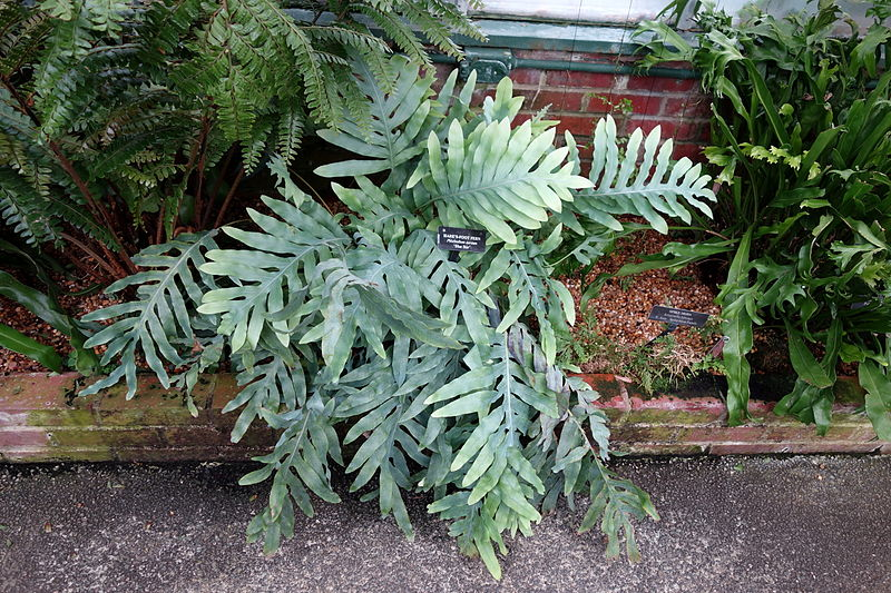 Blue Star Fern Plant Outdoors