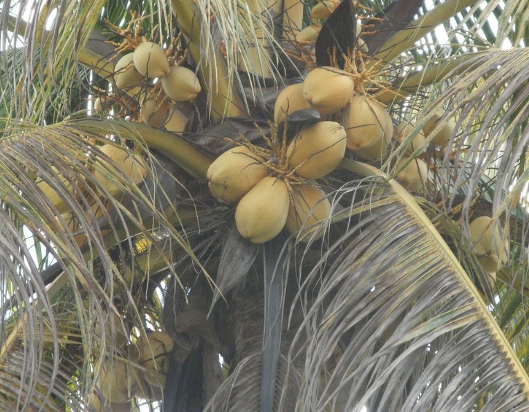 5 Different Types of Coconuts