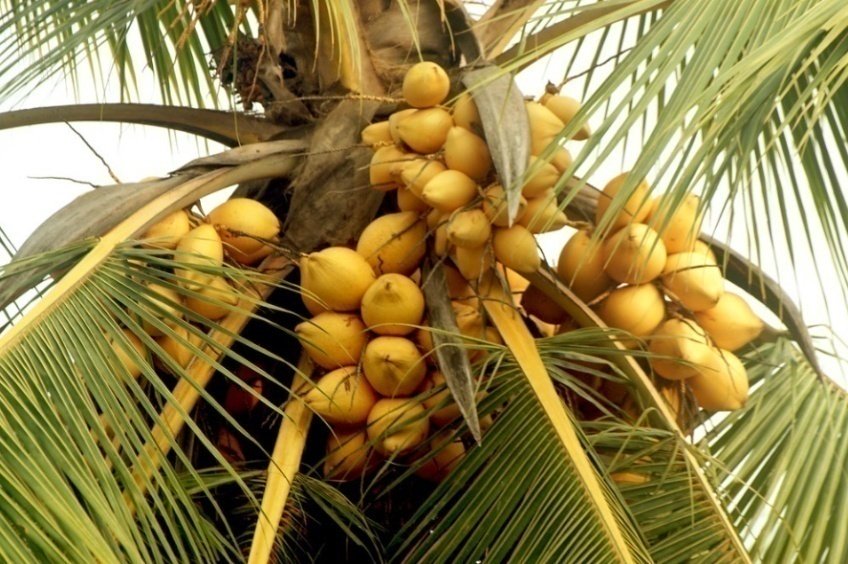 King Coconuts Palm Tree