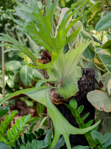 Outdoor Staghorn Fern