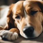 Do Dogs Know When They Are Dying: Insights into Canine Awareness and Behavior