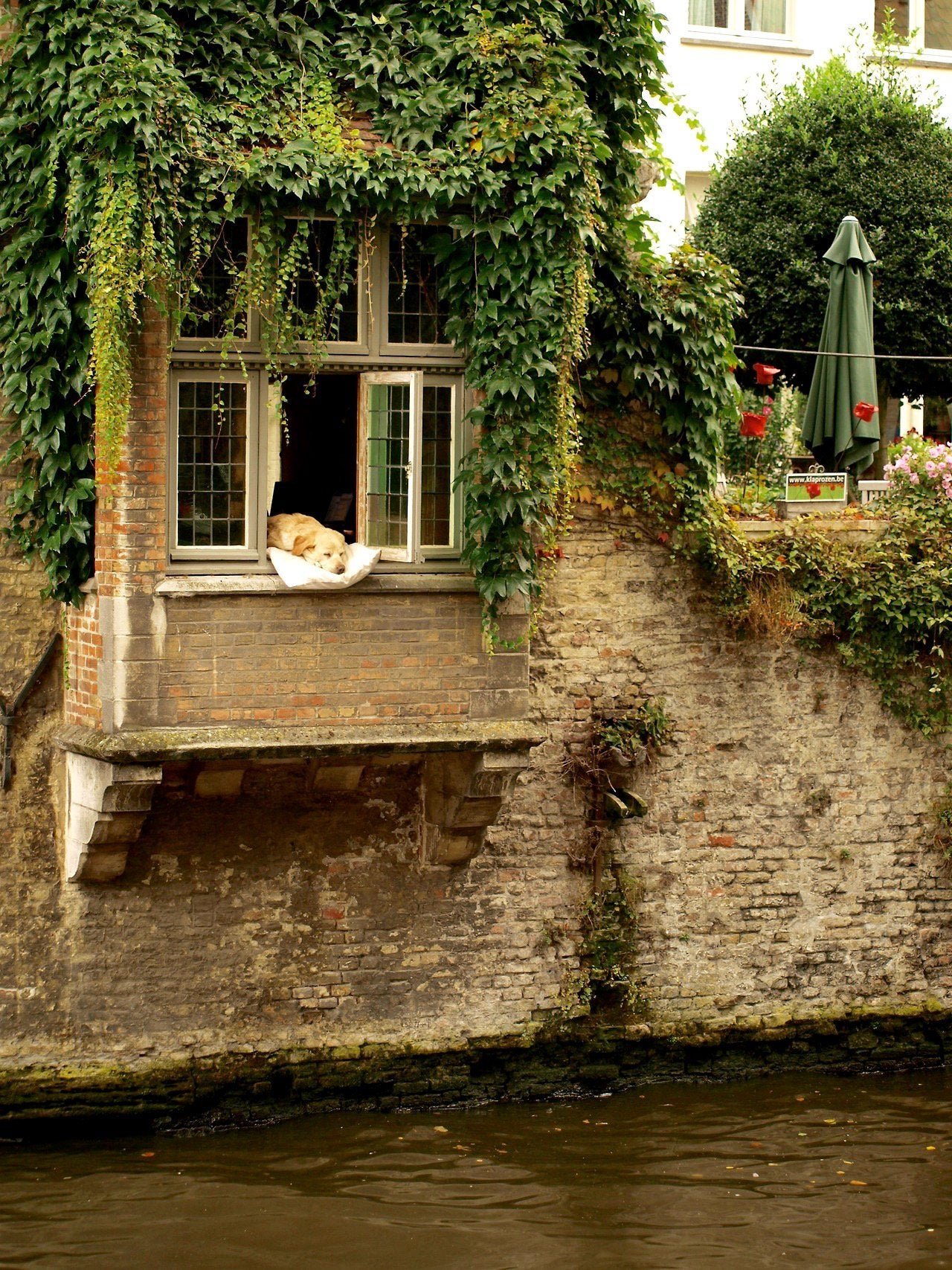 Dog sleeping at the window, over the river