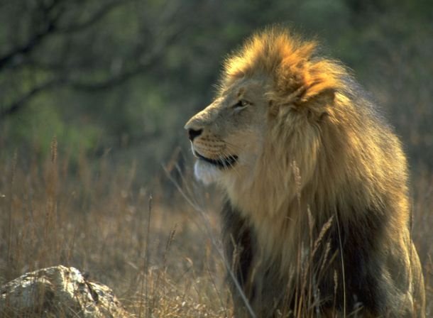 Kruger National Park South Africa