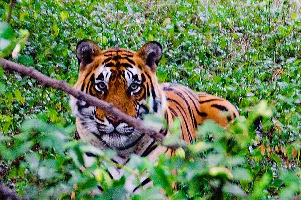 Ranthambore National Park