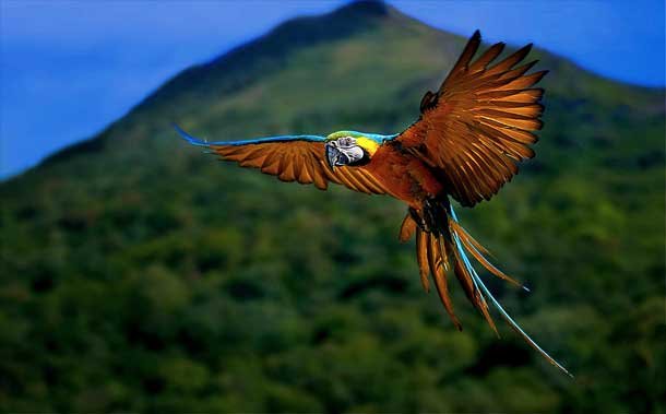 Tahuamanu Forest Peru