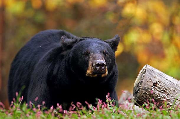 Yosemite National Park